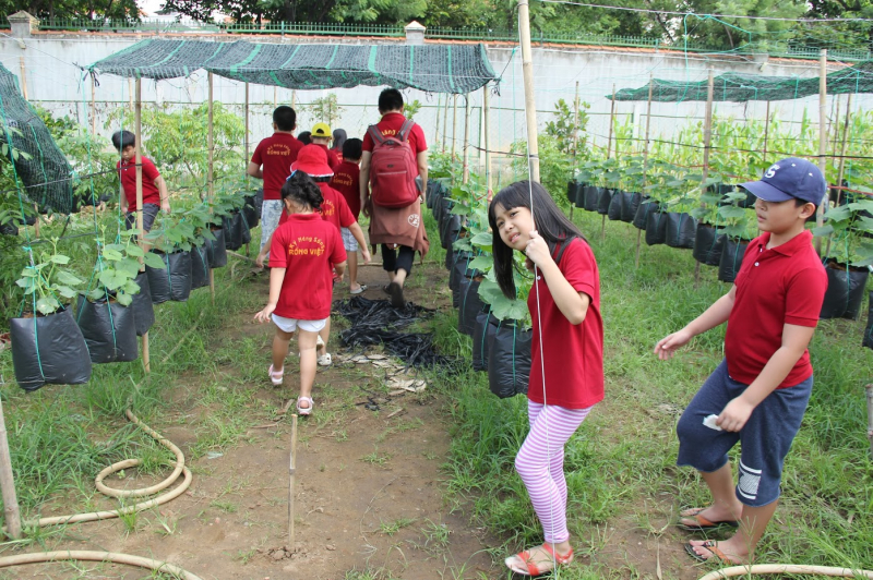 Rồng Việt Education